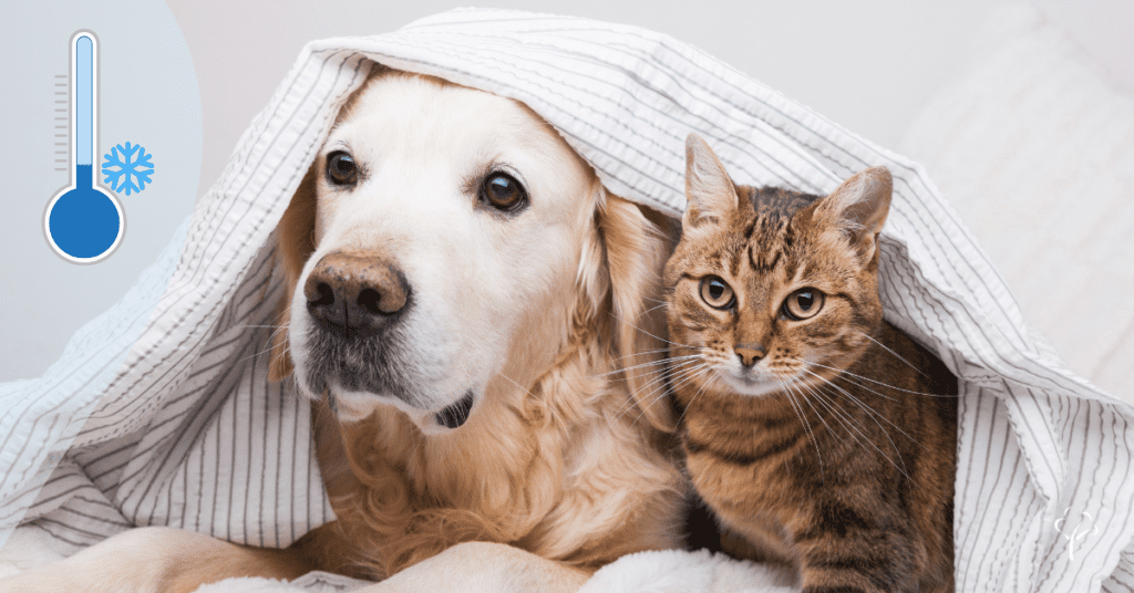 Keep pets warm during winter