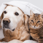 Keep pets warm during winter